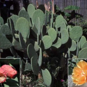 *Indian Fig Cactus