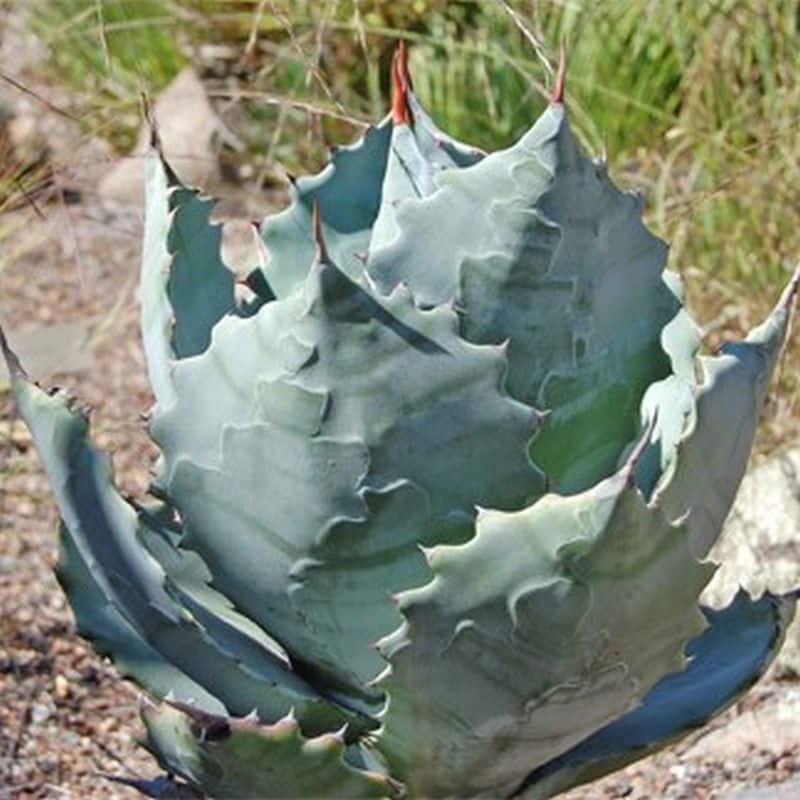 *Mescal Agave
