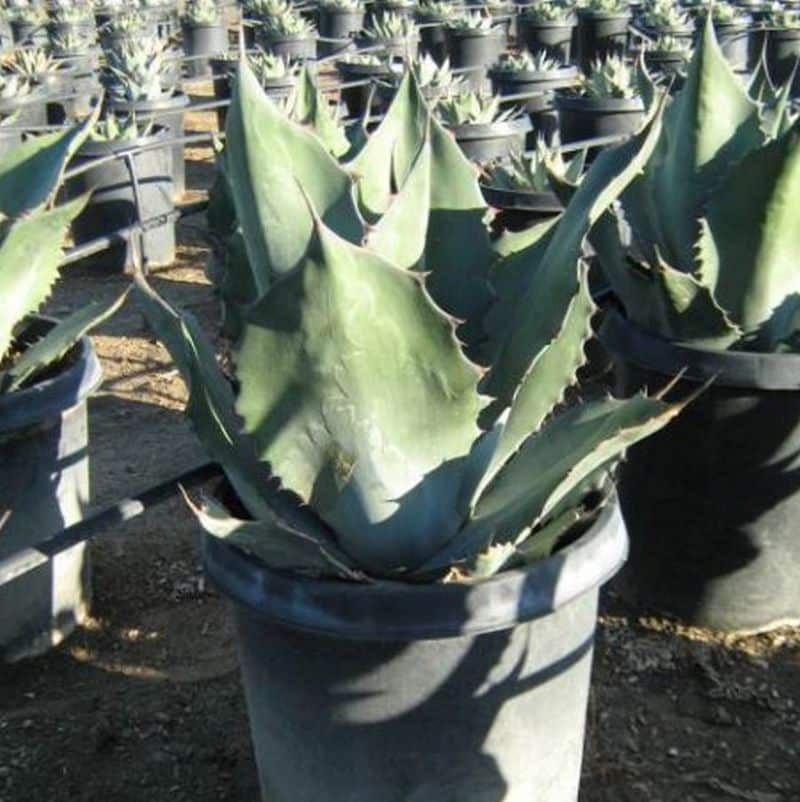 *Mescal Agave - Image 2