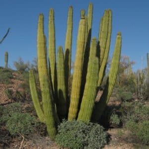 *Mexican Organ Pipe Cactus