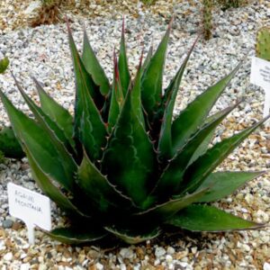 **Mountain Agave