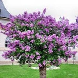 **Muskogee Lavender Crape Myrtle Tree