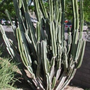 *Peruvian Apple Cactus