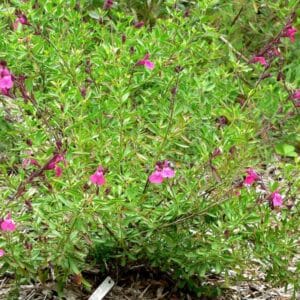 *Pink Autumn Sage