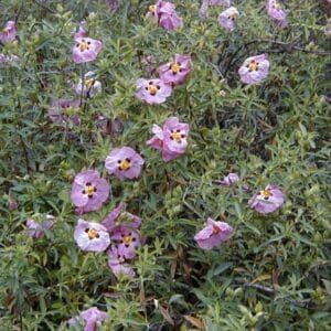 *Purple Rockrose