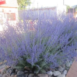 *Russian Sage
