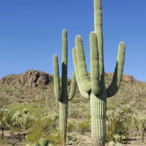 (BY BID ONLY UPGRADE) Saguaro