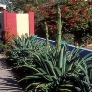 *Smooth Agave