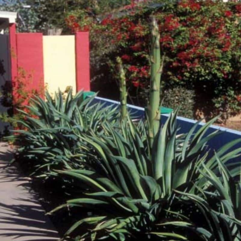 *Smooth Agave