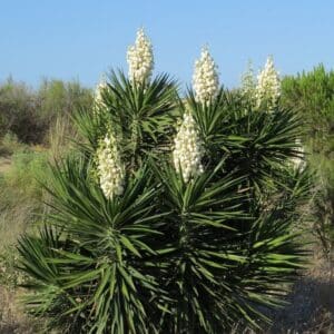 *Spanish Bayonet Yucca