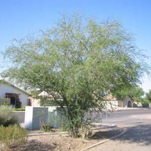 *Sweet Acacia Low Branch