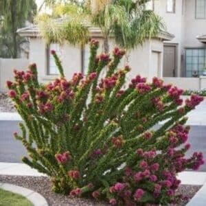 **Torch Glow Bougainvillea
