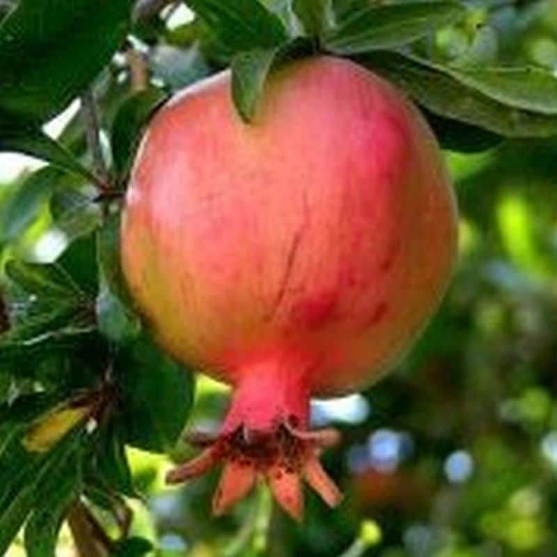 ***Utah Sweet Pomegranate