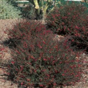 *Valentine Bush