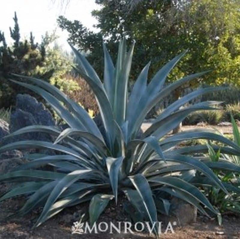 *Webers Agave