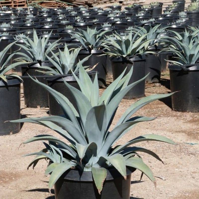 *Webers Agave - Image 2