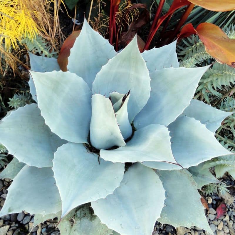 ***Whales Tongue Agave - Image 2