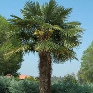*Windmill Palm