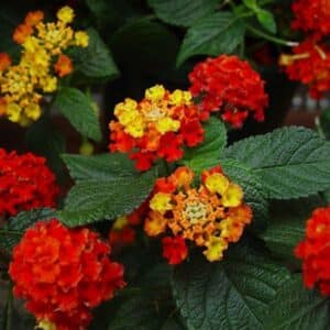 *Bandana Red Lantana