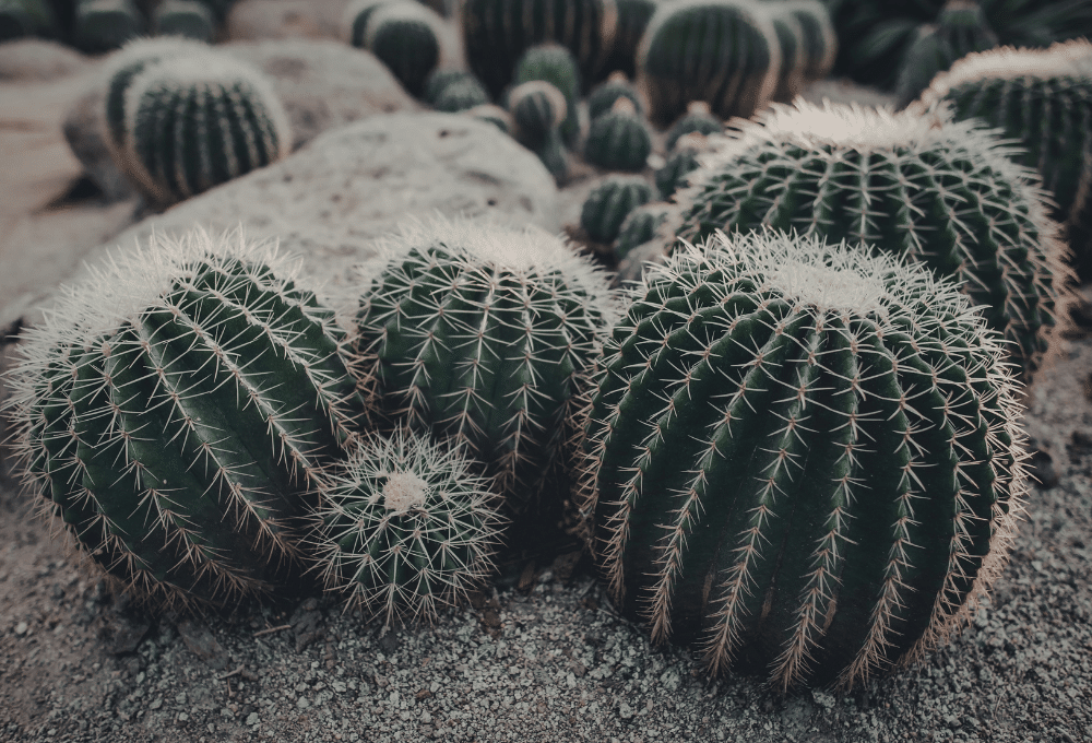 Desert-Friendly Backyard Landscaping in Spring Valley, NV