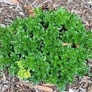 *Buxus microphylla japonica