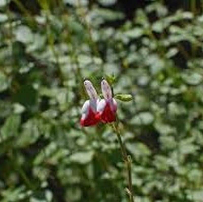 *Hot Lips Autumn Sage - Image 2