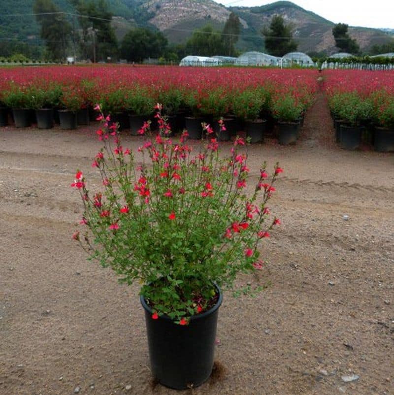 *Hot Lips Autumn Sage - Image 3